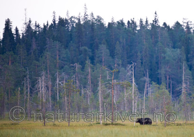 BB 10 0072 / Ursus arctos / Brunbjørn